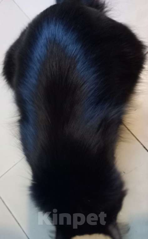 Кошки в Москве: 💝 МАЛИНКА – Ласковая кошечка ( родилась дома ) –  в  заботливую  семью Девочка, 400 руб. - фото 6