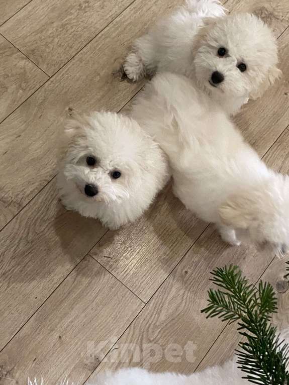 Собаки в Краснодаре: РКФ Щенок Бишон Фризе  Мальчик, Бесплатно - фото 2