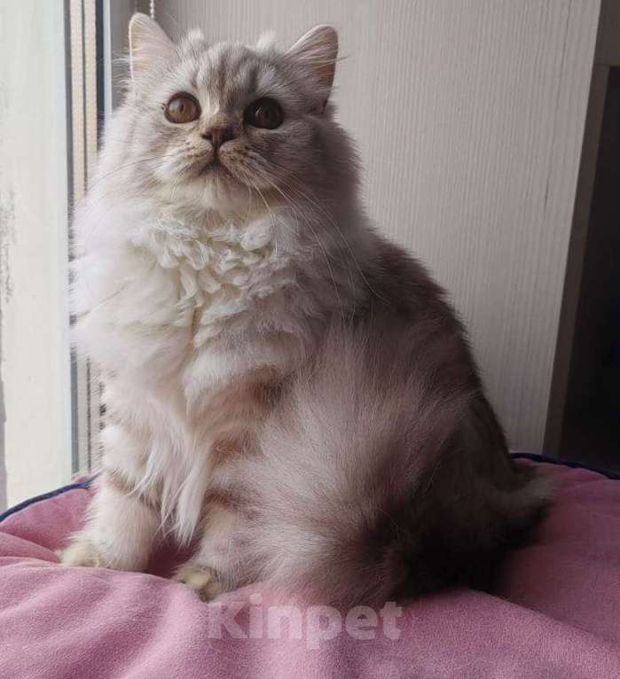 Кошки в Северодвинске: Британская кошка Девочка, 40 000 руб. - фото 3