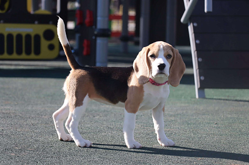 Щенок бигля, девочка!