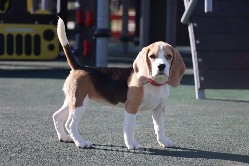 Собаки в Самаре: Щенок бигля, девочка! Девочка, 45 руб. - фото 1