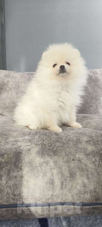 Собаки в Красноярске: Щенки померанцы Девочка, 40 000 руб. - фото 5