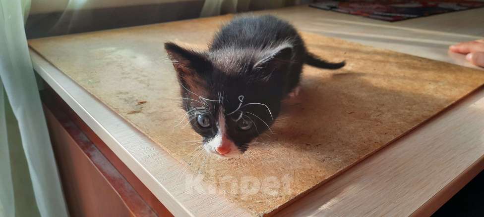 Кошки в Красногорске: Котик в добрые руки Девочка, Бесплатно - фото 2