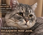 Кошки в Саратове: метис британца (котик из рекламы вискаса) в добрые руки Мальчик, Бесплатно - фото 6