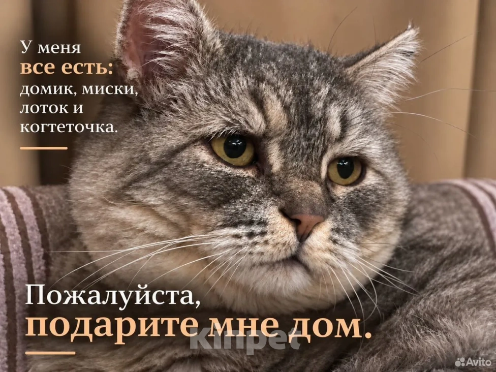 Кошки в Саратове: метис британца (котик из рекламы вискаса) в добрые руки Мальчик, Бесплатно - фото 6