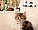 Кошки в Волгограде: Продается кошечка черепашка Девочка, 30 000 руб. - фото 1