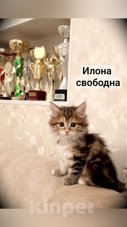 Кошки в Волгограде: Продается кошечка черепашка Девочка, 30 000 руб. - фото 1