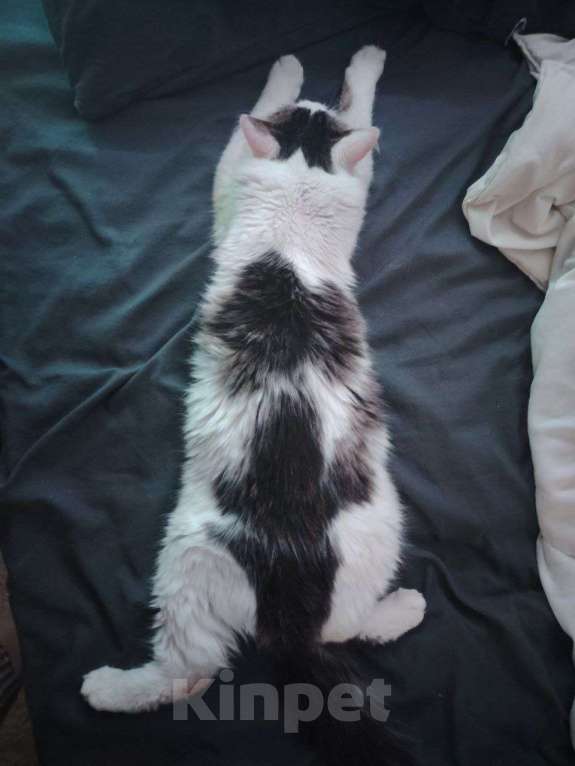 Кошки в Челябинске: Котенок/подросток мальчик Мальчик, Бесплатно - фото 3