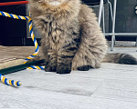 Кошки в Москве: Отдам кота Василия бесплатно  Мальчик, 1 руб. - фото 1