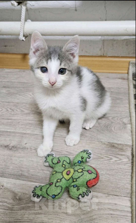 Кошки в Нижнем Новгороде: Котёнок Микки в добрые руки  Мальчик, 50 руб. - фото 1