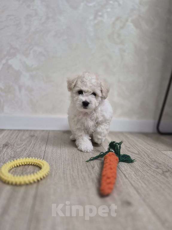 Собаки в Реутове: Бишон Фризе щенок Девочка, 65 000 руб. - фото 2