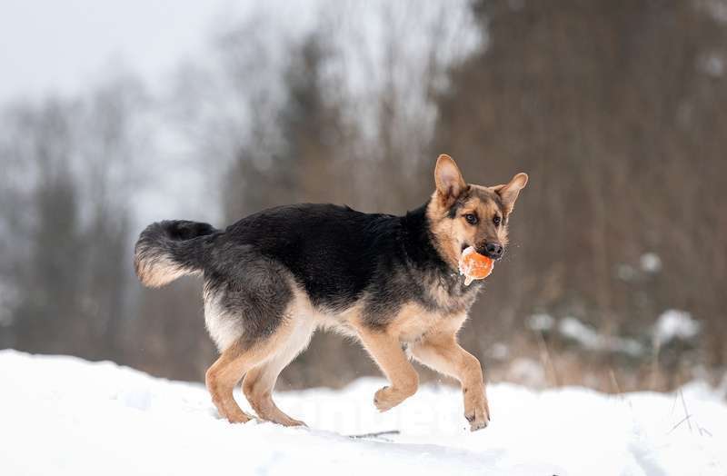 Собаки в Москве: Метис немецкой овчарки щенок Велес в добрые руки Мальчик, Бесплатно - фото 2
