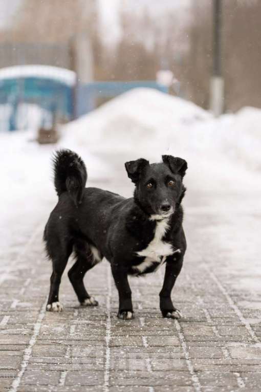 Собаки в Москве: В хорошие руки отдадим симпатягу парня по имени Шнырек! Мальчик, Бесплатно - фото 3