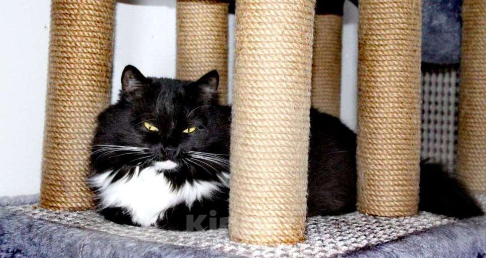 Кошки в Балашихе: шикарный котенок метис мейн-куна ищет семью Девочка, Бесплатно - фото 2