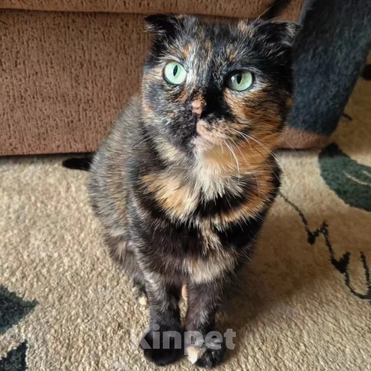 Кошки в Москве: Брошенная Чапа в добрые руки  Девочка, Бесплатно - фото 5