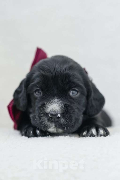 Собаки в Владивостоке: Щенки русского охотничьего спаниеля Девочка, 50 000 руб. - фото 3