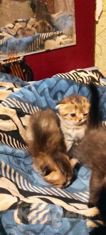 Кошки в Калуге: Шоотландские вислоухиие Девочка, 4 000 руб. - фото 5