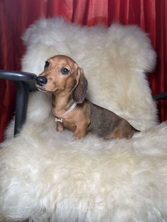 Собаки в Москве: Такса миниатюрная мальчик клубный Мальчик, 45 000 руб. - фото 5