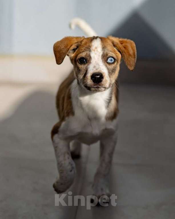 Собаки в Москве: Пять маленьких сердец ищут дом. Девочка, Бесплатно - фото 6