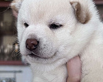 Собаки в Санкт-Петербурге: Белая девочка сиба Девочка, 70 000 руб. - фото 2