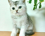 Кошки в Западном Двине: Шиншиллы Котята, 8 000 руб. - фото 4