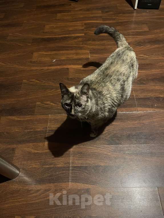 Кошки в Москве: Отдам кошку в добрые руки Девочка, Бесплатно - фото 4