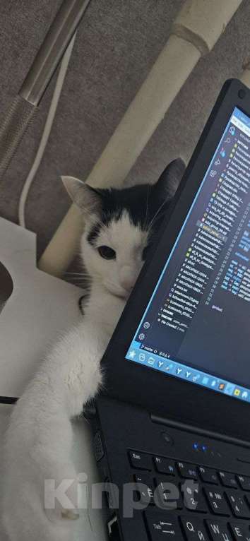 Кошки в Санкт-Петербурге: Отдам котика Кузю Мальчик, Бесплатно - фото 4