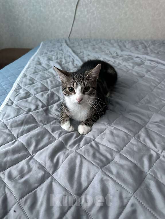 Кошки в Санкт-Петербурге: Котята в добрые руки Девочка, Бесплатно - фото 4