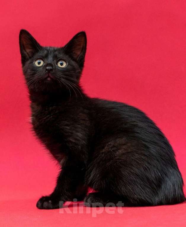 Кошки в Москве: Уникальный котёнок Фуджи в добрые руки  Мальчик, Бесплатно - фото 3