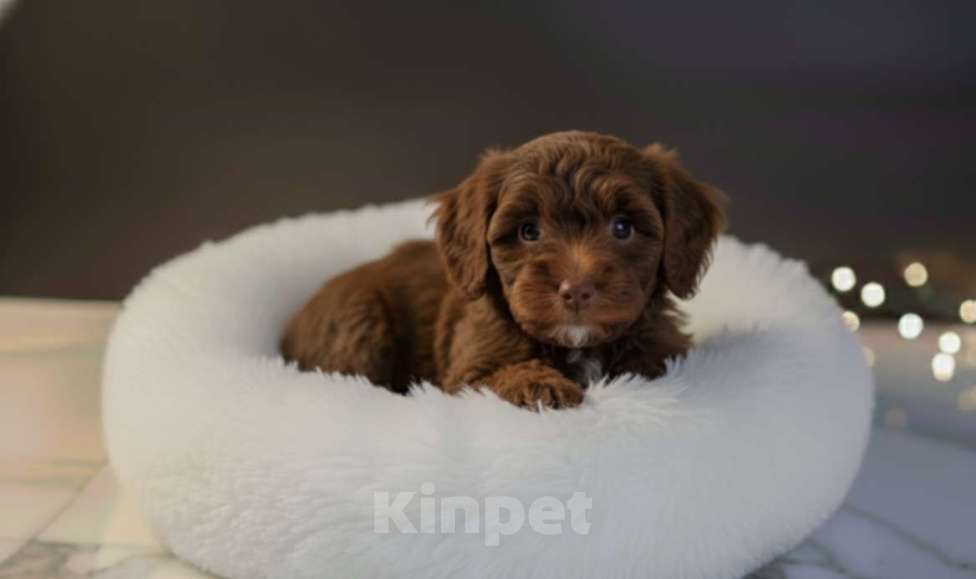 Собаки в Москве: Мальтипу F1 премиум мини Корея Девочка, 80 000 руб. - фото 4