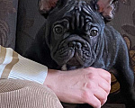 Собаки в Михайлове: Щенки Французский бульдог Мальчик, 80 000 руб. - фото 2