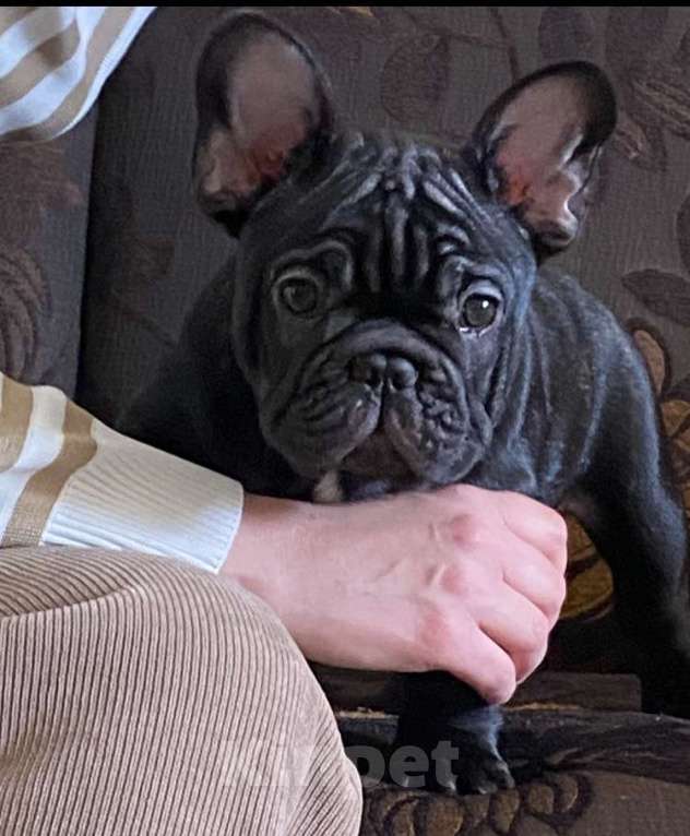 Собаки в Михайлове: Щенки Французский бульдог Мальчик, 80 000 руб. - фото 2