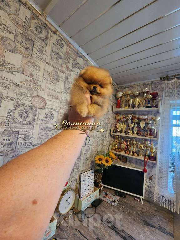 Собаки в Москве: Маленькая кукольная девочка померанского шпица Девочка, Бесплатно - фото 2