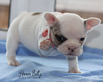 Собаки в Москве: Щенок французского бульдога с документами РКФ Девочка, 74 000 руб. - фото 8