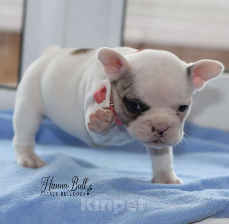 Собаки в Москве: Щенок французского бульдога с документами РКФ Девочка, 74 000 руб. - фото 8