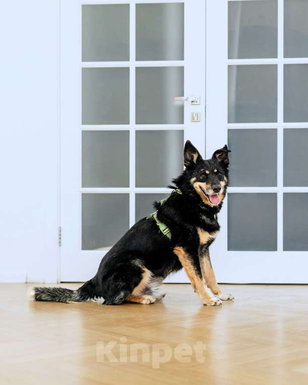 Собаки в Москве: Чудесный Байкал ищет дом Мальчик, Бесплатно - фото 6