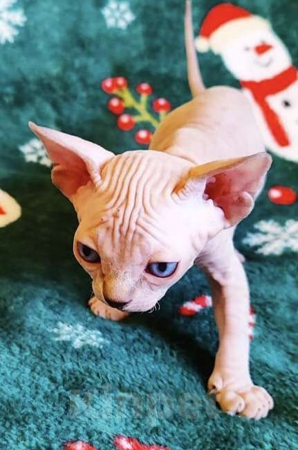 Кошки в Москве: Топовая девочка канадского сфинкса Девочка, 50 000 руб. - фото 2