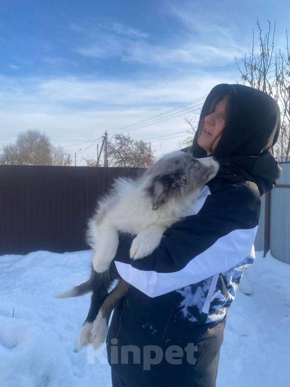 Собаки в Липецке: Бордер Колли щенки Мальчик, 95 000 руб. - фото 6