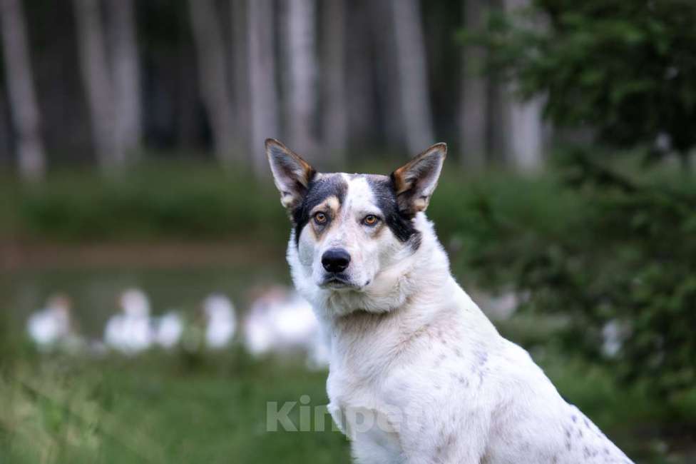 Собаки в Москве: Белка Девочка, Бесплатно - фото 2