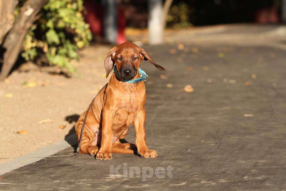 Собаки в Москве: Родезийский риджбек щенок девочка  Девочка, 120 000 руб. - фото 7