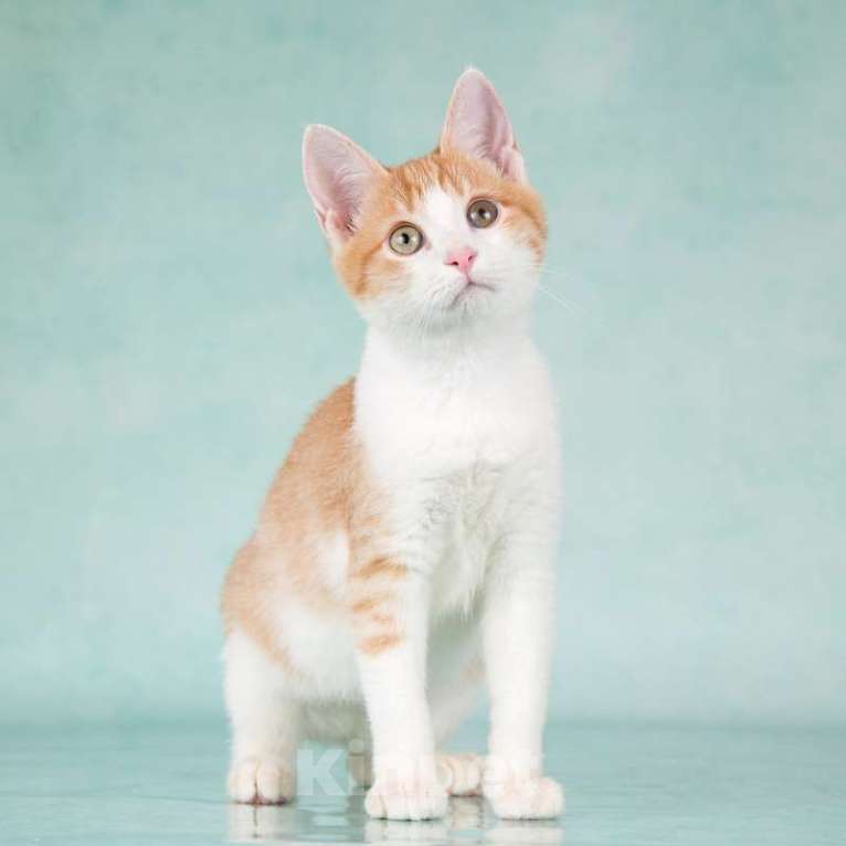 Кошки в Москве: Очень ласковый и ручной рыжий котенок Хомочка в добрые руки Девочка, 1 руб. - фото 4