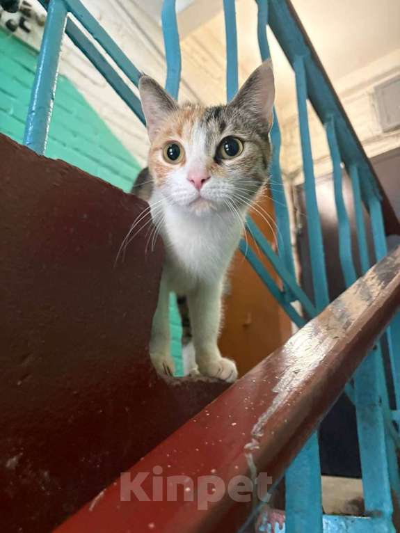 Кошки в Хабаровске: Кошечка ищет дом Девочка, Бесплатно - фото 1