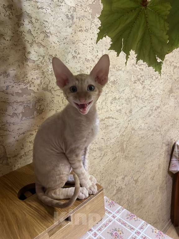 Кошки в Санкт-Петербурге: Котята Корниш рекс Мальчик, 20 000 руб. - фото 2