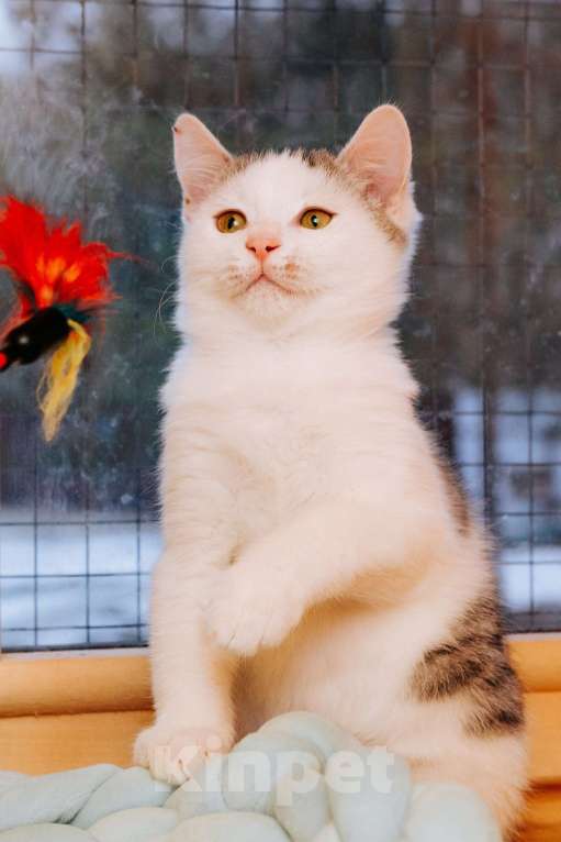 Кошки в Москве: Мальчик 8 месяцев   ❤️ищет дом и любимых хозяев  Мальчик, Бесплатно - фото 6