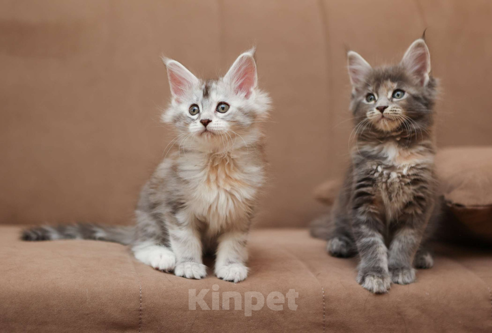 Кошки в Москве: Котенок мейн-кун Девочка, 55 000 руб. - фото 7