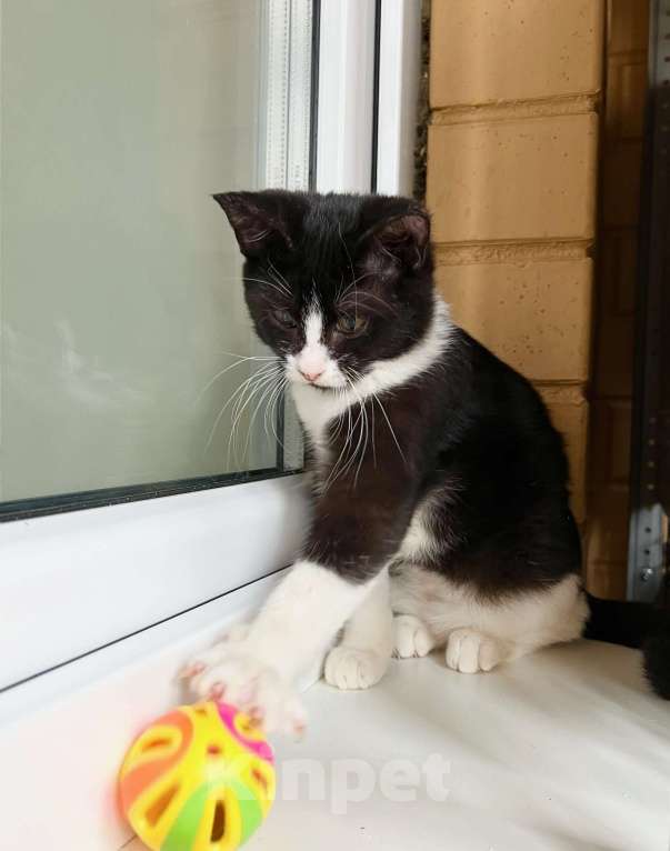 Кошки в Москве: Котенок Ляля - идеальный по характеру ребенок в добрые руки Девочка, Бесплатно - фото 4