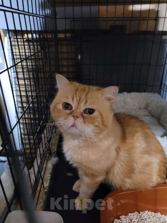 Кошки в Москве: Жан Клод ван кот ищет дом Мальчик, Бесплатно - фото 6