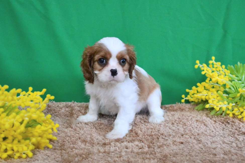 Собаки в Ореховом-Зуево: Джентльмен Мальчик, Бесплатно - фото 3
