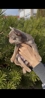 Щенок чихуахуа