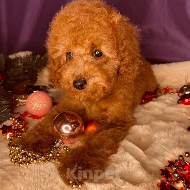 Собаки в Москве: Той-пудель щенки Девочка, 50 000 руб. - фото 6